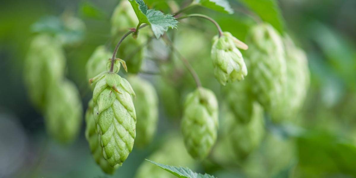 close up of hanging hops with fuzzy background
