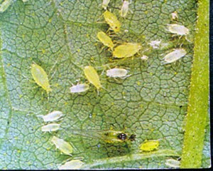 closeup of aphids