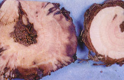 Rhizome with Downy Mildew discoloration on left, healthy rhizome on right