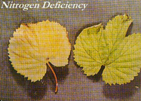 nitrogen deficiency