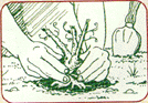 Diagram of hops rhizomes being planted