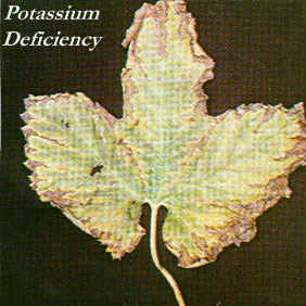 example of potassium deficiency in hops