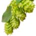 Chinook hops against white background