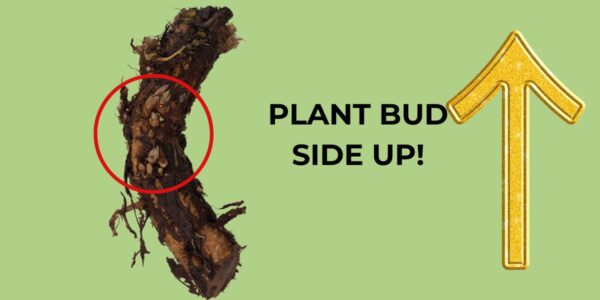 Plant hop rhizome bud side up