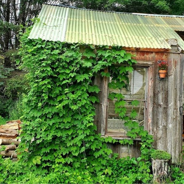 Hops Garden growing on old shed