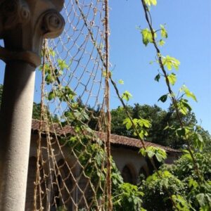 hops garden at The Cloisters NYC
