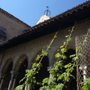 hops garden at The Cloisters NYC