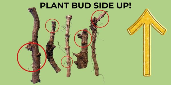 4 hop rhizome bud side up answers (all)