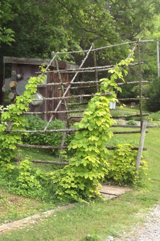 hops garden on young tree limbs house