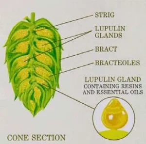 Lupulin Hop Diagram 
