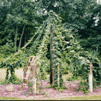 Five hops varieties, 10 plants, growing on a tee-pee in Pittsgrave, NJ.