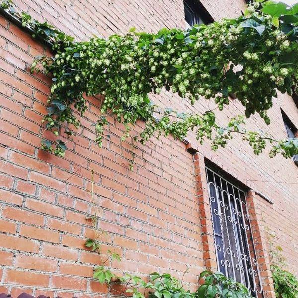 Hops Garden against brick wall