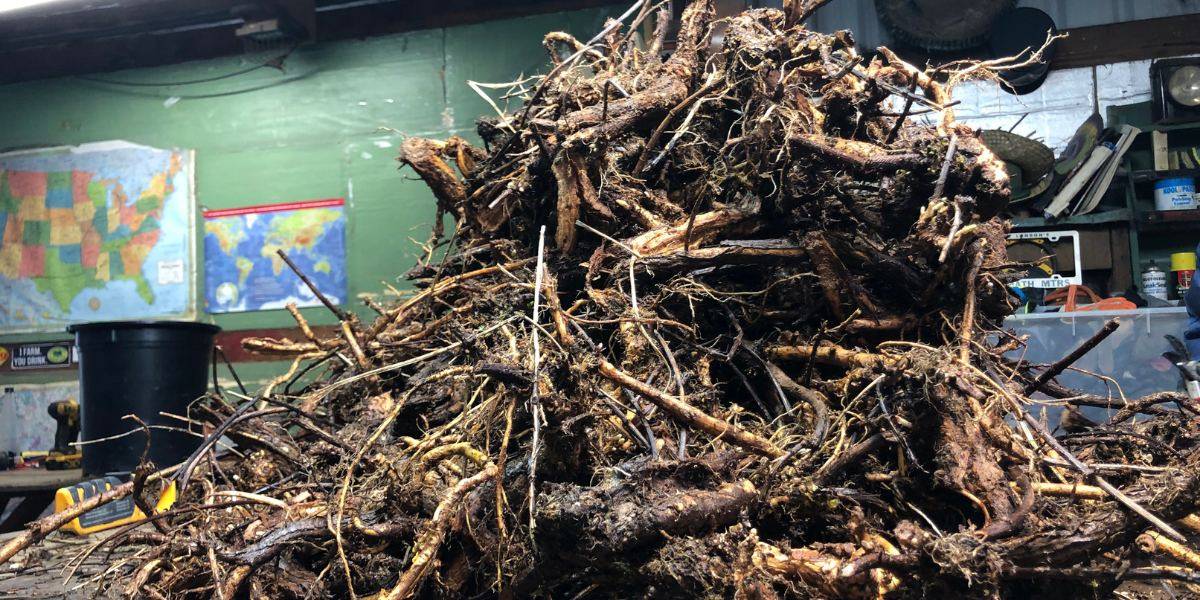fresh rhizomes pile getting prepped for sale