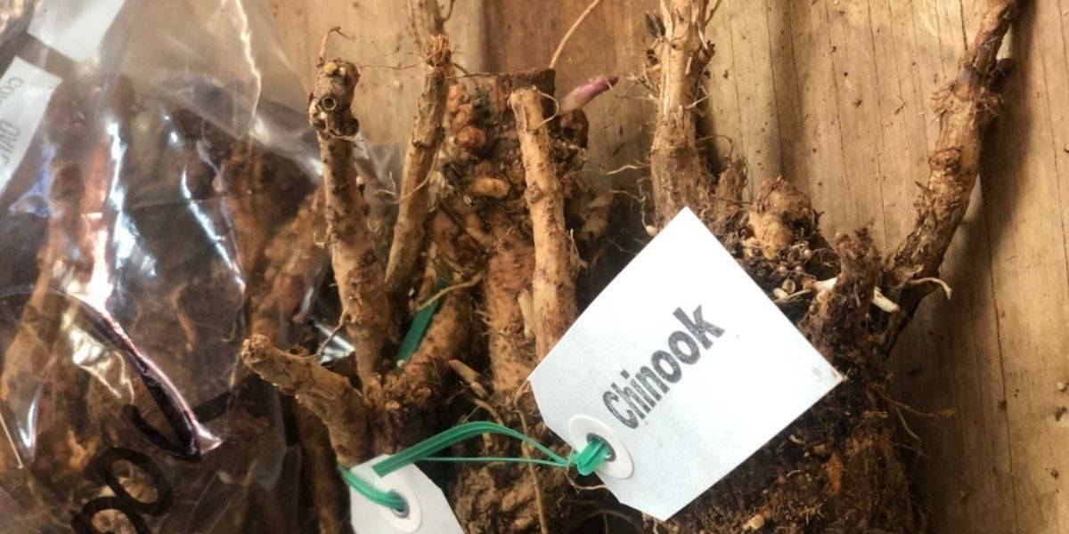 Chinook rhizomes with labels