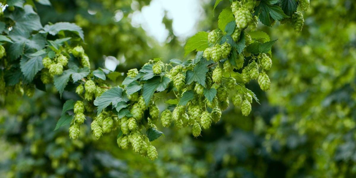vine of hops