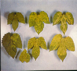 hop virus leaf examples
